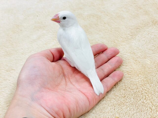 白文鳥