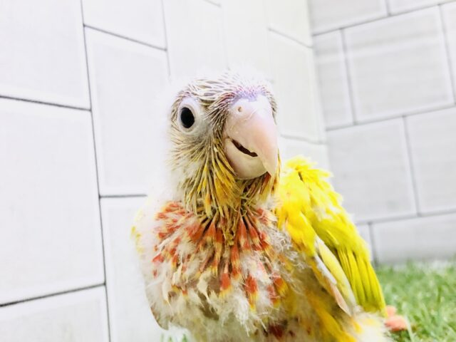 【最新画像更新☆☆】お久しぶりカラーのワタワタちゃん　ウロコインコ