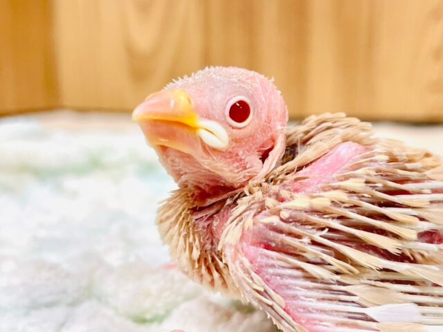 裸ん坊ちゃんがやってきた🐣シナモン文鳥　ヒナ