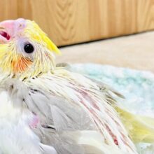 淡いカラーに魅力がいっぱい♡♡オカメインコ（シナモンパイド）ヒナ