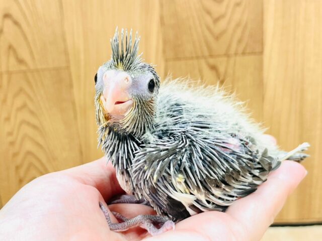 オカメインコ