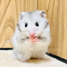 あざとい系男子🐹長毛ハムスター（男の子）