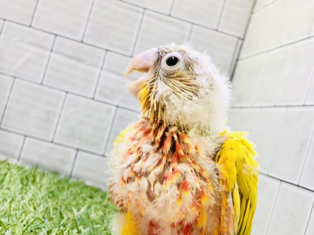 ホオミドリウロコインコ