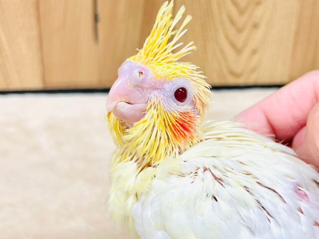 オカメインコ