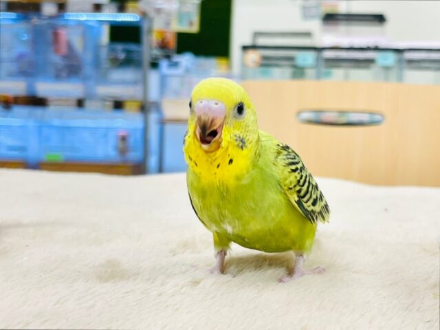 セキセイインコ