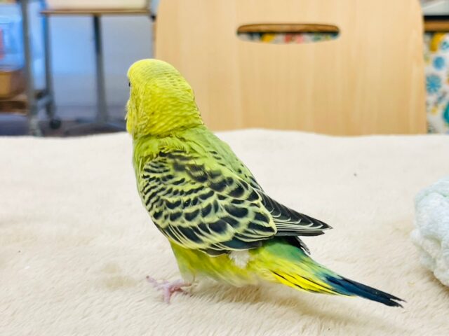 セキセイインコ