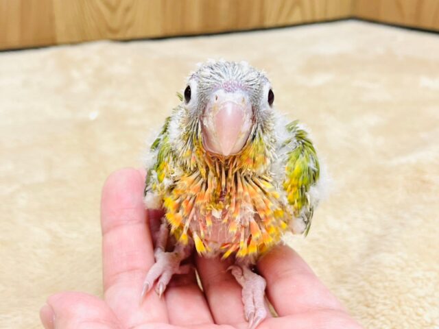 ホオミドリウロコインコ