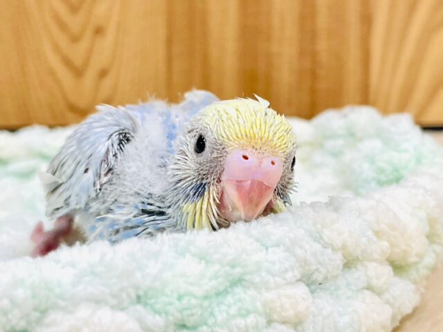 微笑みの天使ちゃん👼セキセイインコ（パステルレインボー）ヒナ