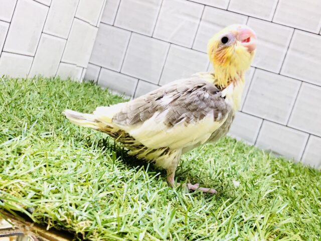 オカメインコ