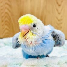 行動全てにときめきます❤︎セキセイインコ（パステルレインボースパングル）ヒナ