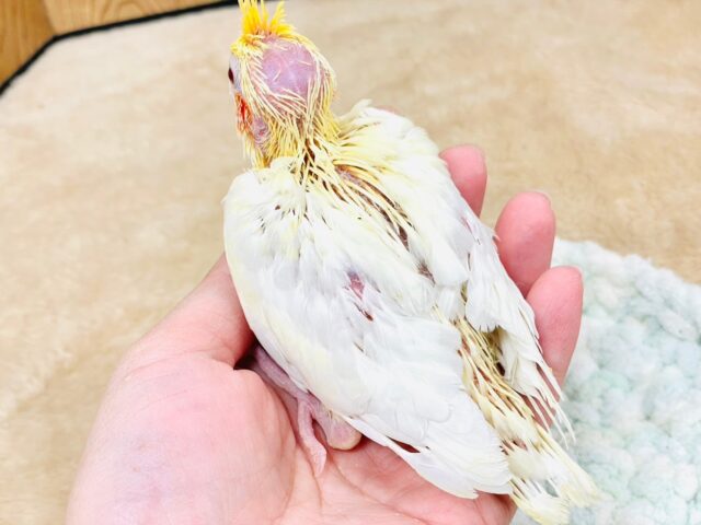 オカメインコ