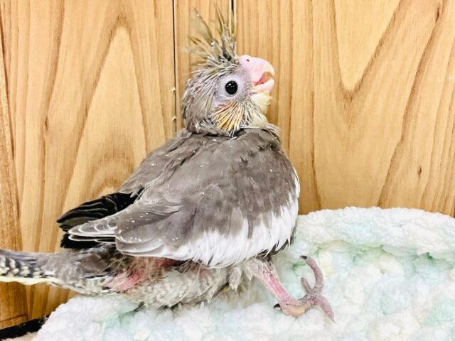 オカメインコ