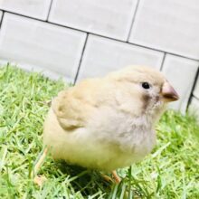 【最新画像更新☆☆】流山店での人気はうなぎ登り中？？　キンカチョウ