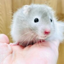 べびーふぇいす(*´︶`)💕セーブルハムスター（男の子）