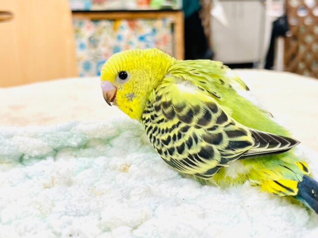 セキセイインコ