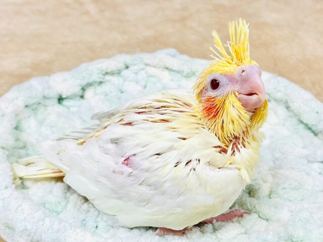 オカメインコ