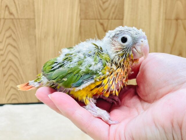 ホオミドリウロコインコ