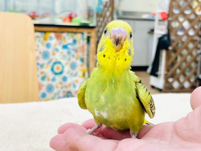 セキセイインコ