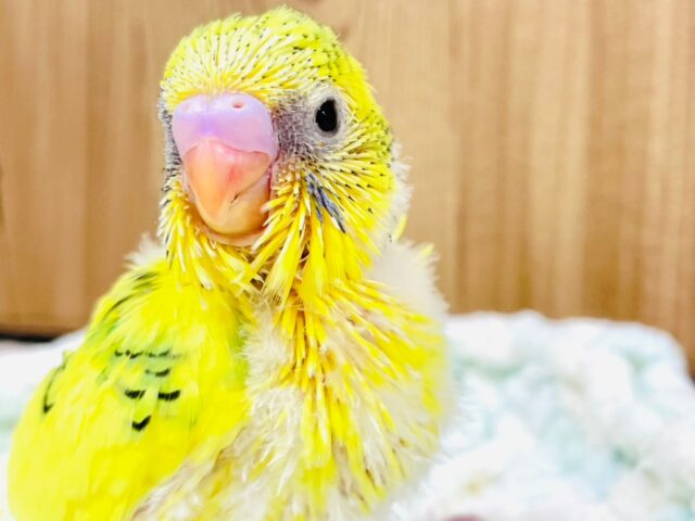 セキセイインコ