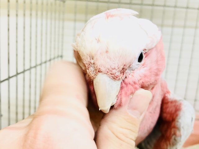 モモイロインコ