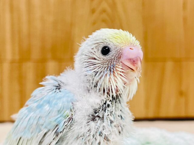 うるうるお目目🫧セキセイインコ（パステルレインボー）ヒナ