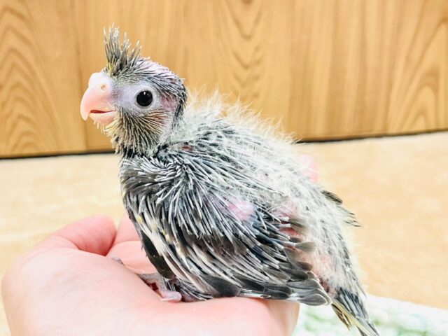 オカメインコ