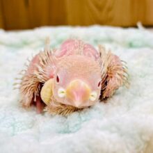 ちっちゃなベビちゃん！シナモン文鳥 ヒナ