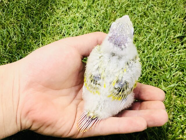 ホオミドリウロコインコ