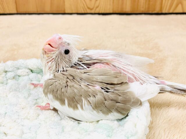 オカメインコ