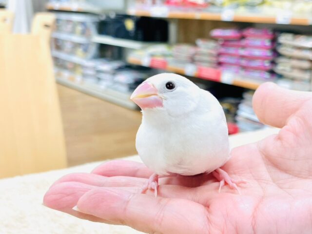 白文鳥