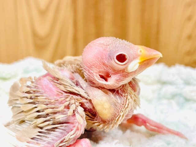 シナモン文鳥