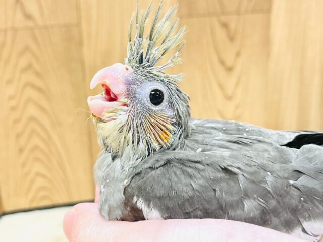 表情が可愛すぎっ‪🫶🏻🤍 ̖́-‬オカメインコ（ノーマル）ヒナ