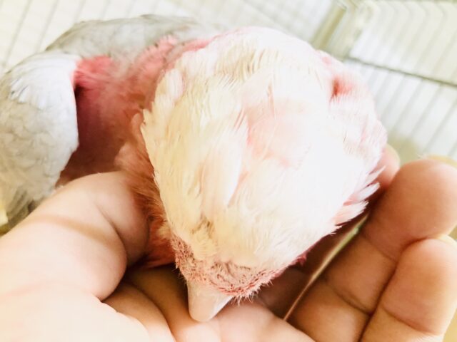 モモイロインコ