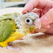 【最新画像更新🪄】わたわたの天使ちゃん‪🫶🏻´-ホオミドリウロコインコ（パイナップル）ヒナ