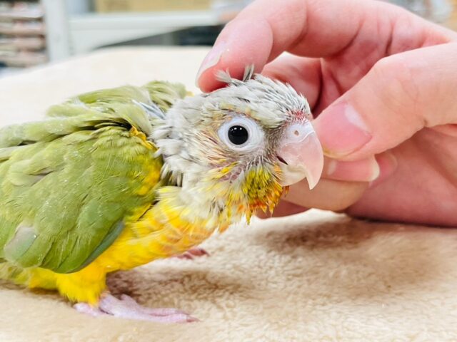 【最新画像更新🪄】わたわたの天使ちゃん‪🫶🏻´-ホオミドリウロコインコ（パイナップル）ヒナ