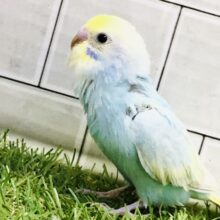 華やかにカラフルレインボー🌈　セキセイインコ