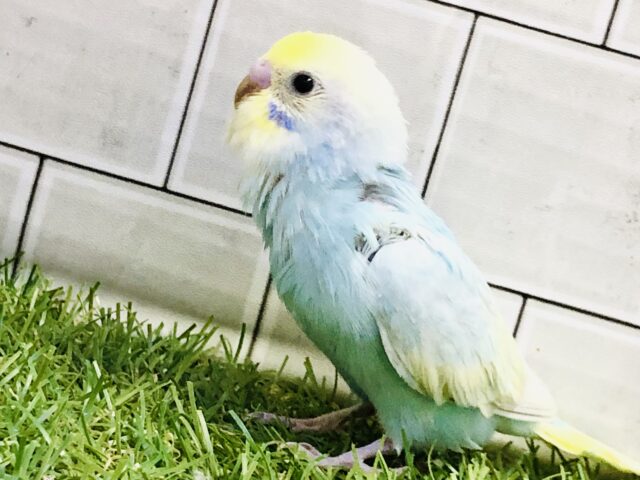 華やかにカラフルレインボー🌈　セキセイインコ