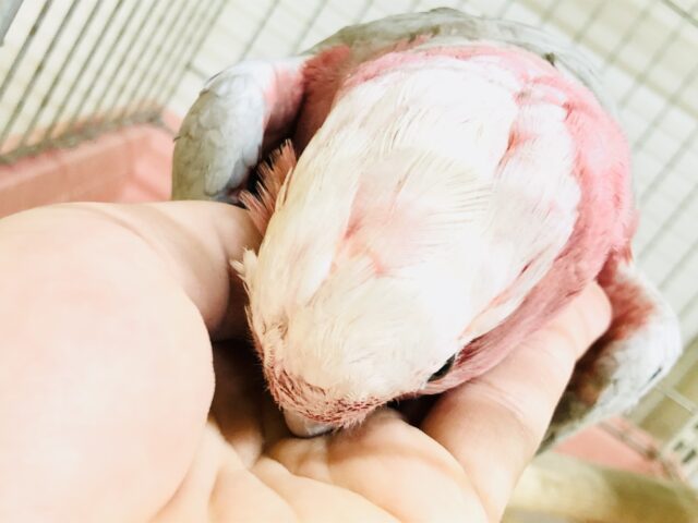 モモイロインコ