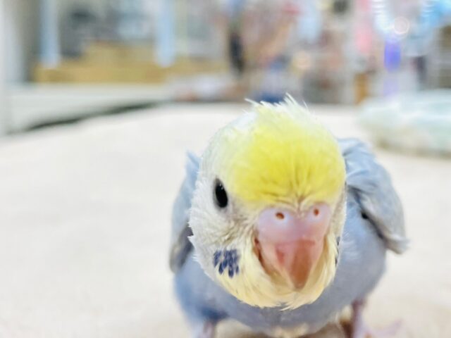 セキセイインコ