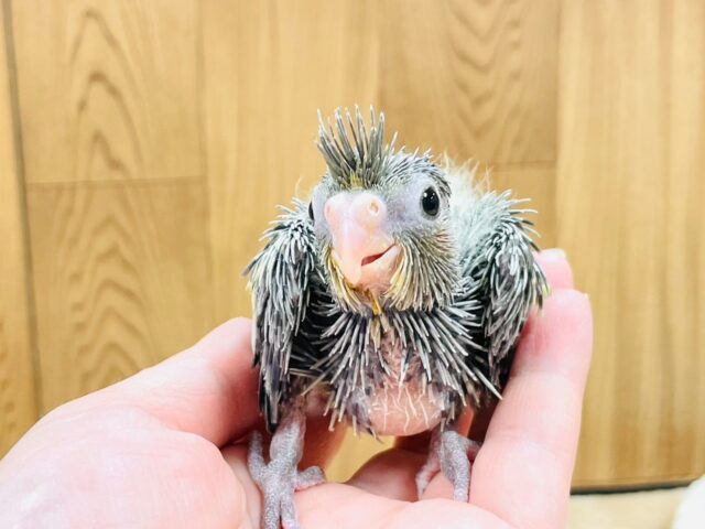 オカメインコ