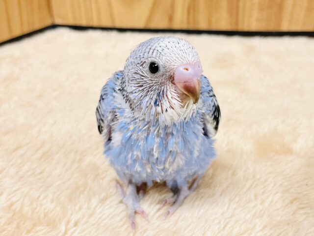 飛ぶことを夢見て…☆。.:＊・゜セキセイインコ（オパーリン）ヒナ