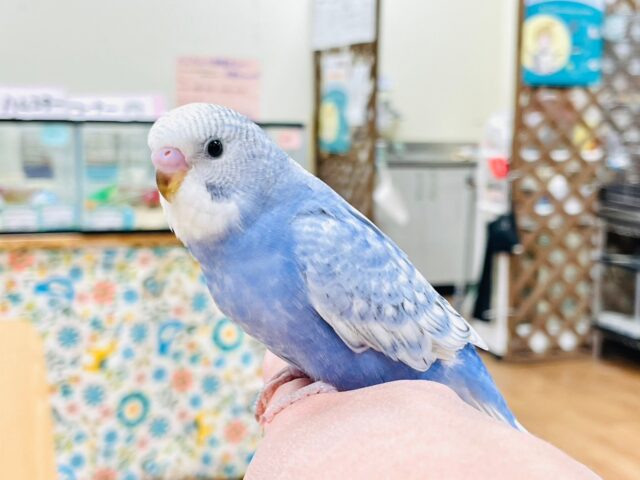 【最新画像更新🪄】るんるん🎵たくさん歩くよ！セキセイインコ（スパングル）ヒナ