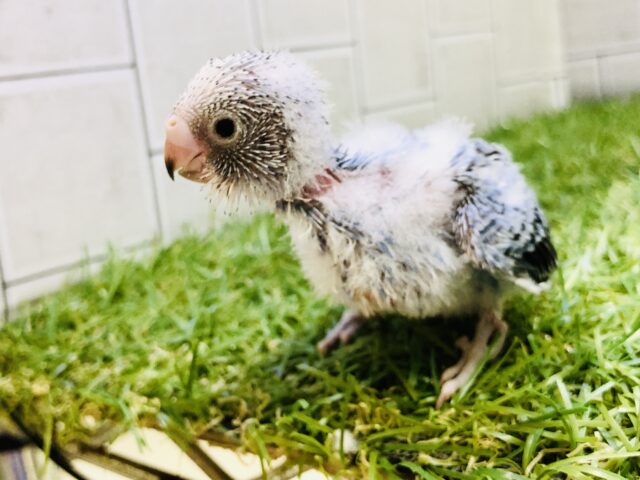 ふわふわワタワタベビー(´ω｀*)　セキセイインコ