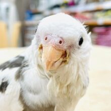 【最新画像更新🪄2回エサになりました☆】いっぱい食べて大きくなるぞ☆オカメインコ（ホワイトフェイスパイド）ヒナ