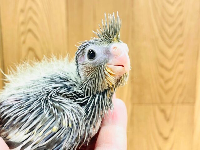 オカメインコ