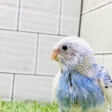 左右非対称な個性的カラー　セキセイインコ