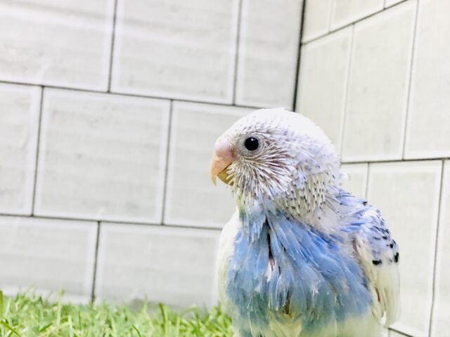 左右非対称な個性的カラー　セキセイインコ