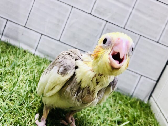 うじゃ～ご飯はまだですか～？？　オカメインコ