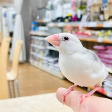【最新画像・動画更新🪄カゴデビューしました☆】大きいお口でアピール❤︎白文鳥　ヒナ