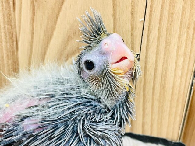 手のひらにすっぽり🐣‪🫧オカメインコ（ノーマル）ヒナ